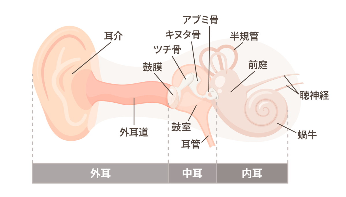 外耳炎とは