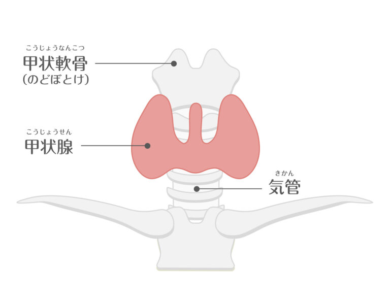 甲状腺疾患とは？